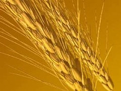 Пшеничное ожирение