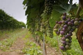 В Крыму вымерзло 60-90% садов и виноградников