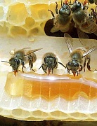 Мед и прополис помогают при атеросклерозе