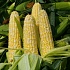 Кукуруза – полезный желтый злак из Южной Америки