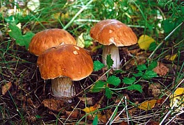 Гармония секса грибы