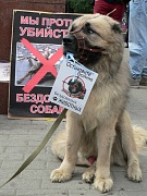 Москва: догхантеры атакуют