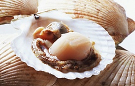 Морские гребешки - моллюск-деликатес