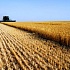 Российское сельское хозяйство убыточно