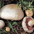 Ода шампиньону