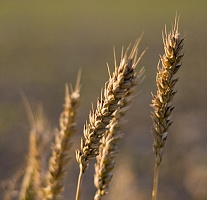 Приснилось жито
