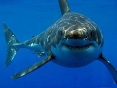 Запрет рыбалки на акул