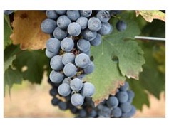 Виноградная лоза... Каков он, самый древний напиток земли?