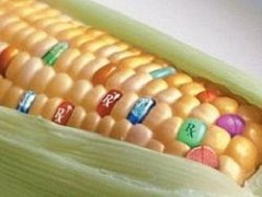 ГМО сапиенс - человек будущего?