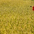 Японцы засеют Дальний Восток