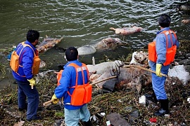 Тысячи дохлых свиней наводнили реку в Шанхае