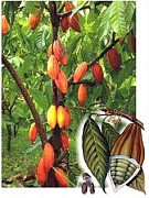 Какао. Ботанические аспекты