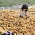 Китай не пустил американскую ГМО-кукурузу