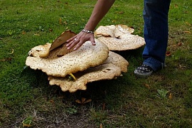 В Китае нашли гриб-гигант