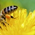 Пчелиная пыльца – угроза для аллергиков