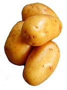 Электрошок позволил повысить ценность картофеля