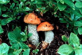 Определение грибов