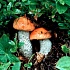 Определение грибов