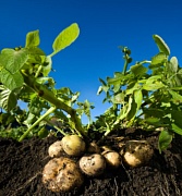 Польза картофеля для здоровья и фигуры
