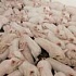 России не удается справиться с распространением АЧС 