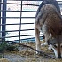 Челябинский зоопарк просит новогодние елки на корм