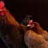 "Продукты питания" построит завод в Калининградской области 