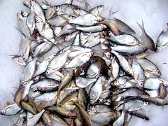 Краденая рыба в Астрахани