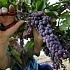 Грузия:  сбор винограда будет катастрофическим