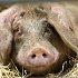 Россия планирует сократить импорт свинины и мяса птицы более чем втрое к 2017 г. 