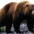 Как медведь за борщом ходил