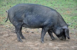 В Австралии дикая свинья украла пиво