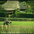 Японский рис проверят на радиоактивность