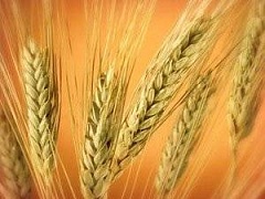 Урожайность пшеницы в Украине упала