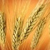 Урожайность пшеницы в Украине упала