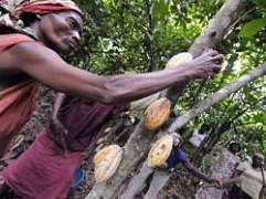Кот-д'Ивуар запретил экспорт какао и кофе