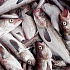  Минтайный заговор: как главная промысловая рыба СССР стала кошачьим кормом?