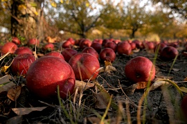 Яблоневый сад в Москве