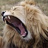 Движение за запрет мяса льва в США