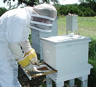 Поверья русских пчеловодов