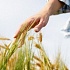 В мире дорожает пшеница из-за украинского запрета на экспорт