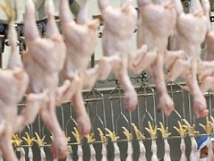Европа сильно ограничила экспорт украинской курятины