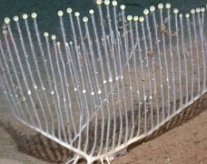 Плотоядный паразит, похожий на арфу, найден на глубине моря в Калифорнии