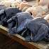 Продукты будущего