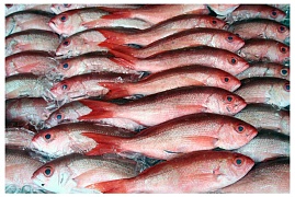 Как правильно определить свежесть рыбных продуктов