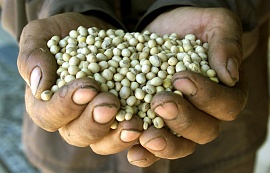 ГМО попадают в Украину, как семена