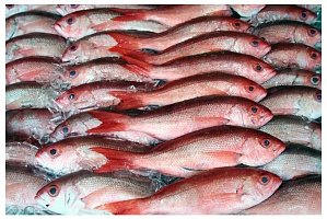 Как правильно определить свежесть рыбных продуктов