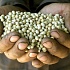 ГМО попадают в Украину, как семена