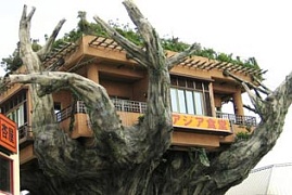 Ресторан-дерево