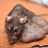 Ультраструктурный анализ семенников у мышей, которых кормили генетически модифицированной соей