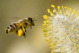Для производства меда пчелам нужно электричество
